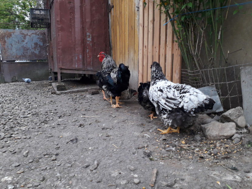  - 2 - Pui tarați SERIA III 2023 studiu defecte -