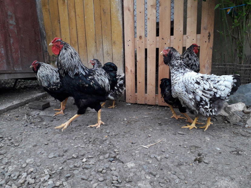  - 2 - Pui tarați SERIA III 2023 studiu defecte -