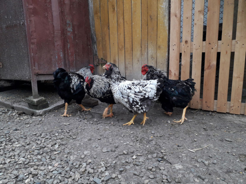  - 2 - Pui tarați SERIA III 2023 studiu defecte -