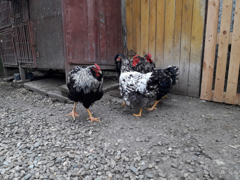  - 2 - Pui tarați SERIA III 2023 studiu defecte -