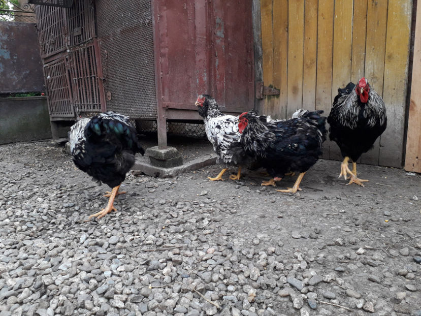  - 2 - Pui tarați SERIA III 2023 studiu defecte -