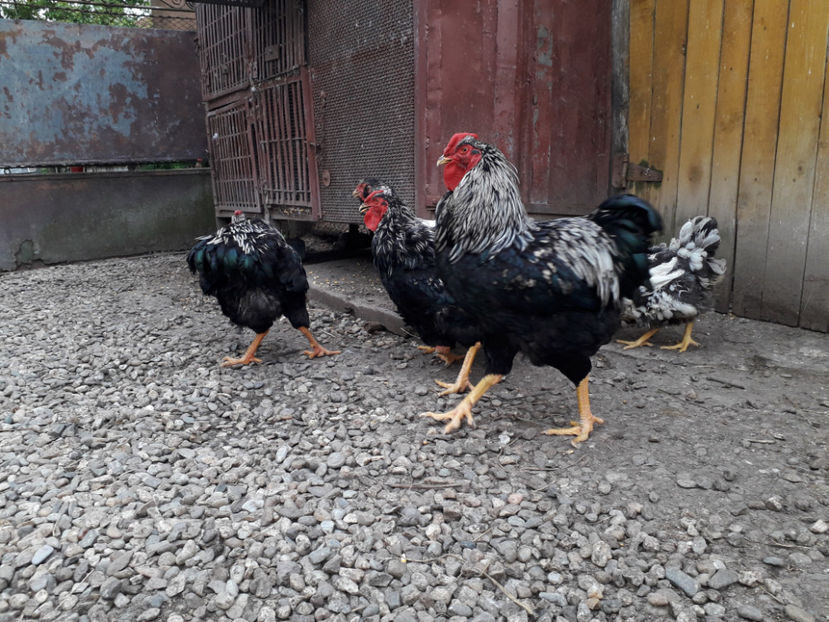  - 2 - Pui tarați SERIA III 2023 studiu defecte -