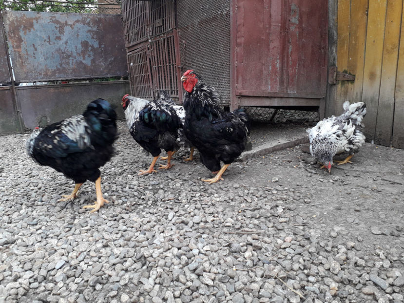  - 2 - Pui tarați SERIA III 2023 studiu defecte -