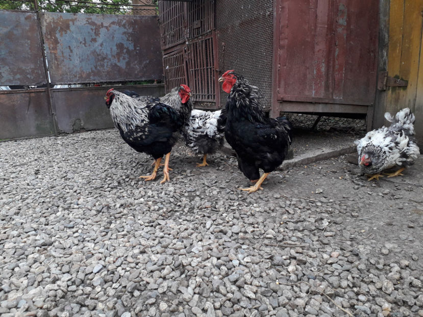  - 2 - Pui tarați SERIA III 2023 studiu defecte -