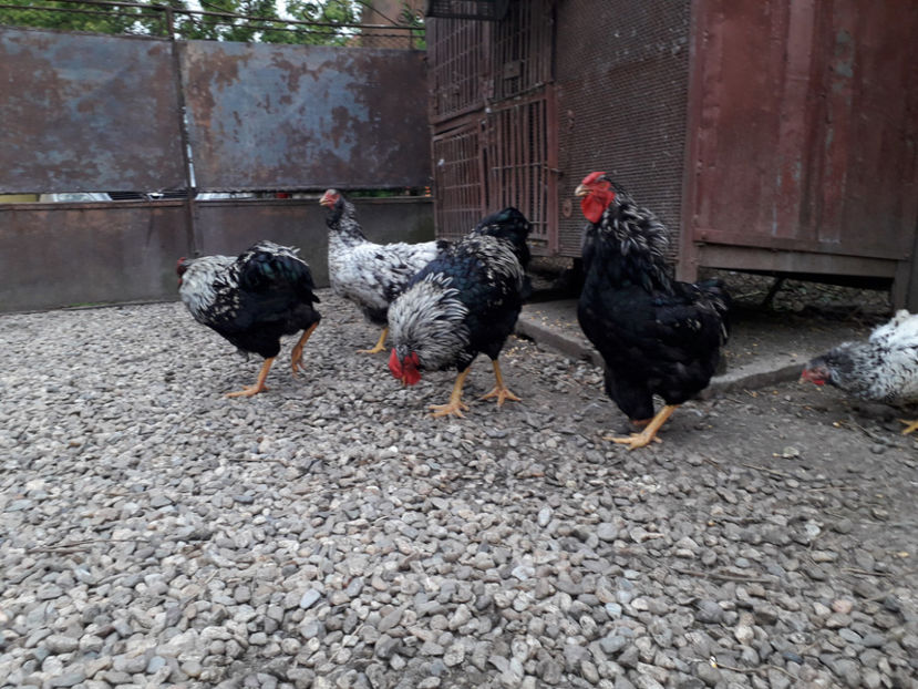  - 2 - Pui tarați SERIA III 2023 studiu defecte -