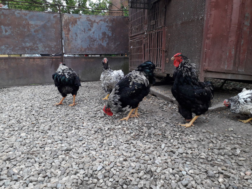  - 2 - Pui tarați SERIA III 2023 studiu defecte -