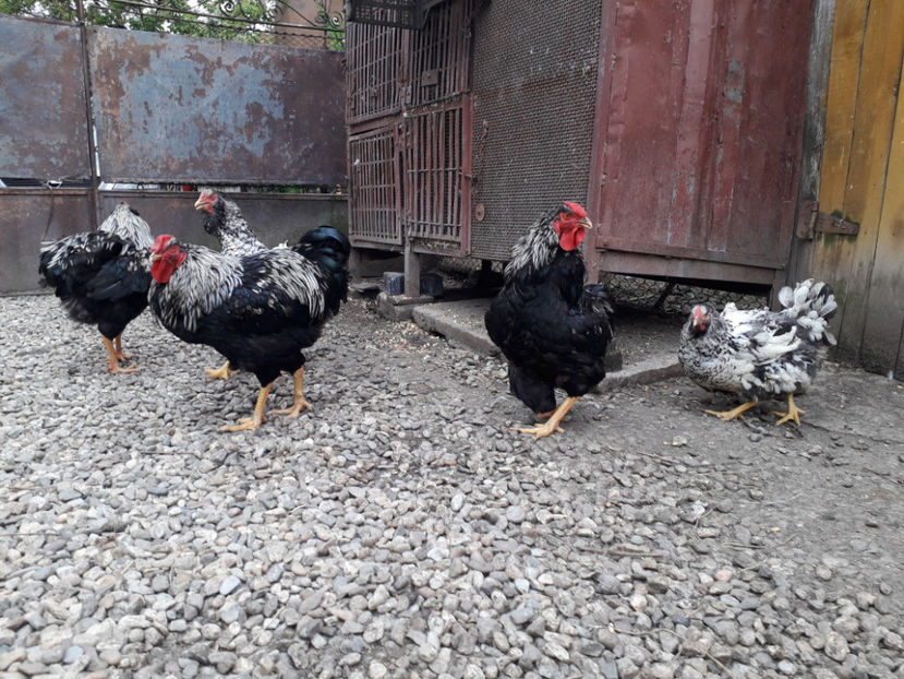  - 2 - Pui tarați SERIA III 2023 studiu defecte -