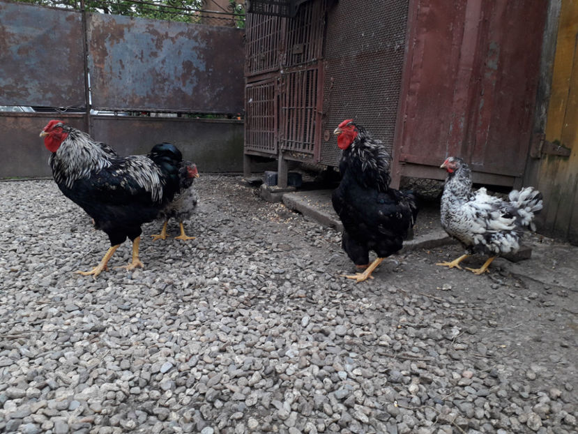  - 2 - Pui tarați SERIA III 2023 studiu defecte -