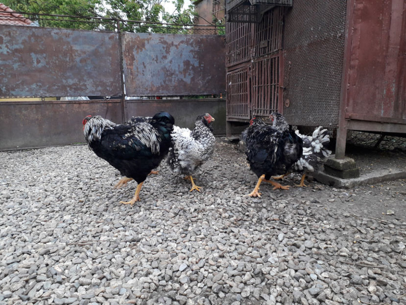  - 2 - Pui tarați SERIA III 2023 studiu defecte -