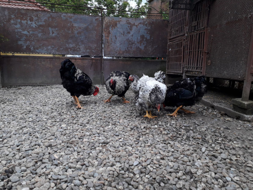  - 2 - Pui tarați SERIA III 2023 studiu defecte -