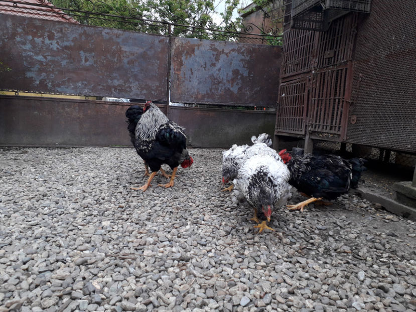  - 2 - Pui tarați SERIA III 2023 studiu defecte -