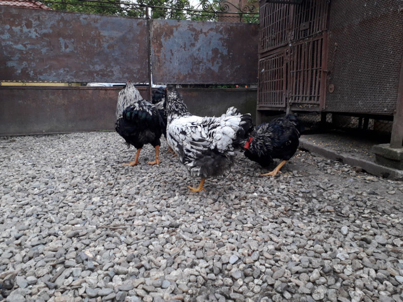  - 2 - Pui tarați SERIA III 2023 studiu defecte -