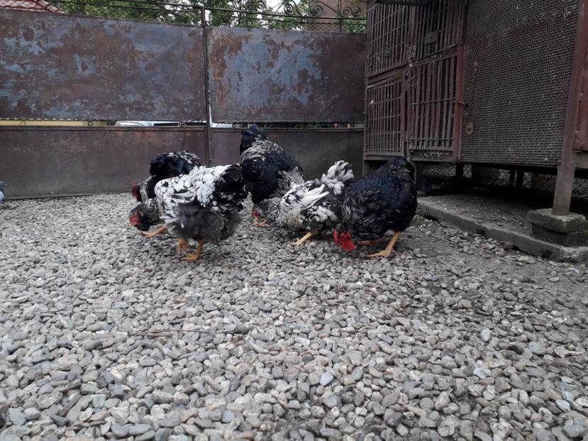  - 2 - Pui tarați SERIA III 2023 studiu defecte -