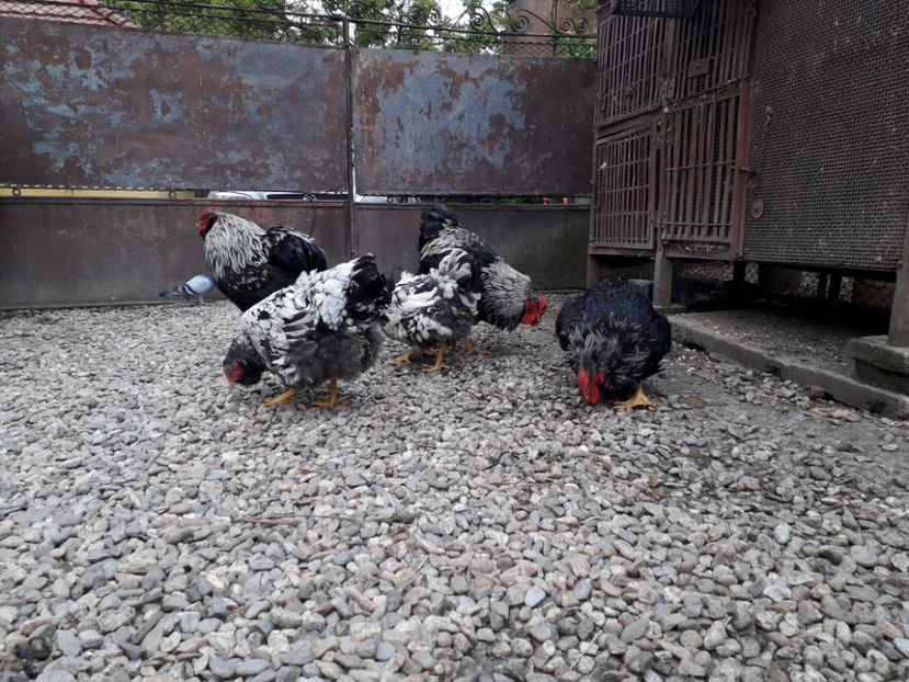  - 2 - Pui tarați SERIA III 2023 studiu defecte -