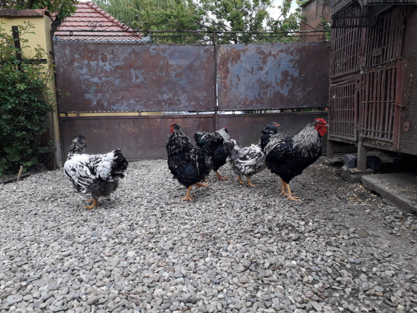  - 2 - Pui tarați SERIA III 2023 studiu defecte -