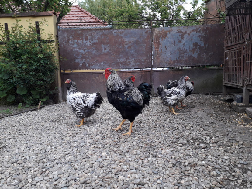  - 2 - Pui tarați SERIA III 2023 studiu defecte -