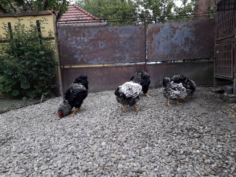  - 2 - Pui tarați SERIA III 2023 studiu defecte -