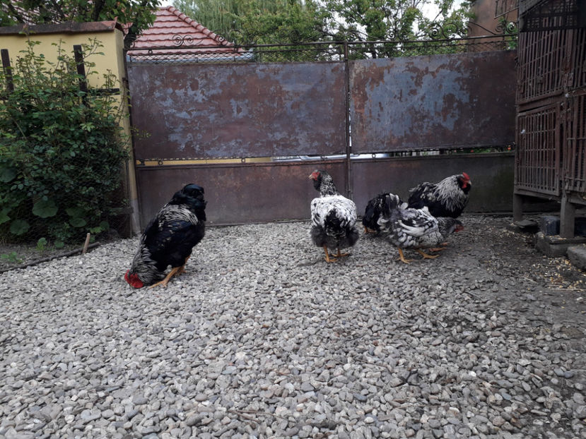  - 2 - Pui tarați SERIA III 2023 studiu defecte -