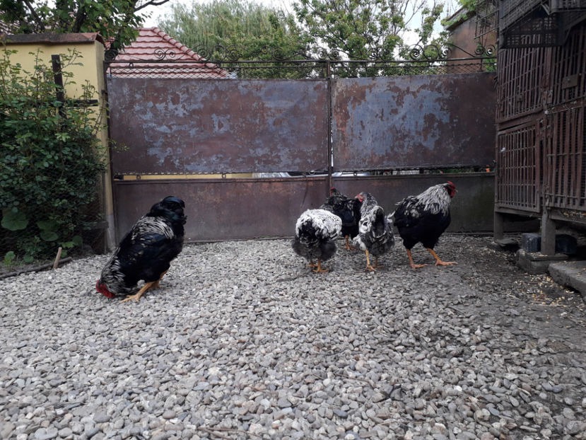  - 2 - Pui tarați SERIA III 2023 studiu defecte -