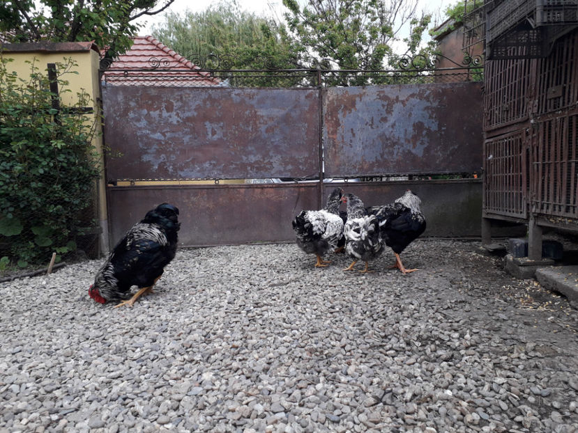  - 2 - Pui tarați SERIA III 2023 studiu defecte -