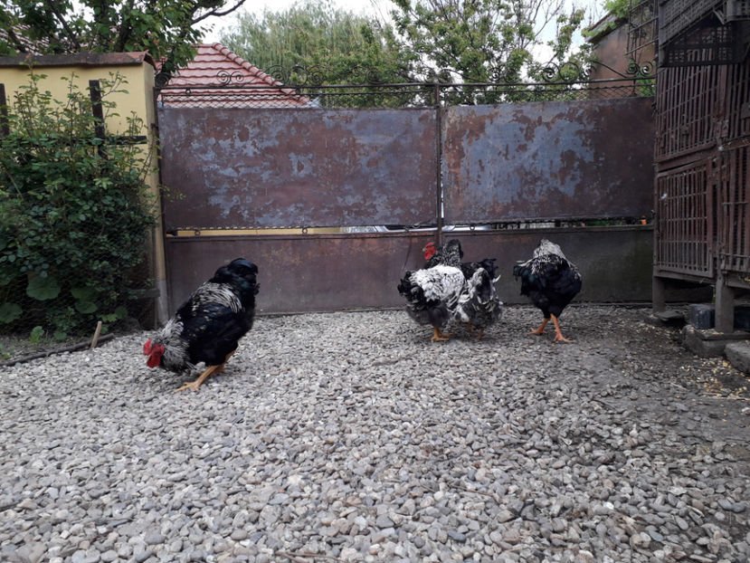  - 2 - Pui tarați SERIA III 2023 studiu defecte -