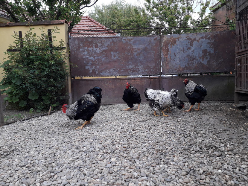  - 2 - Pui tarați SERIA III 2023 studiu defecte -