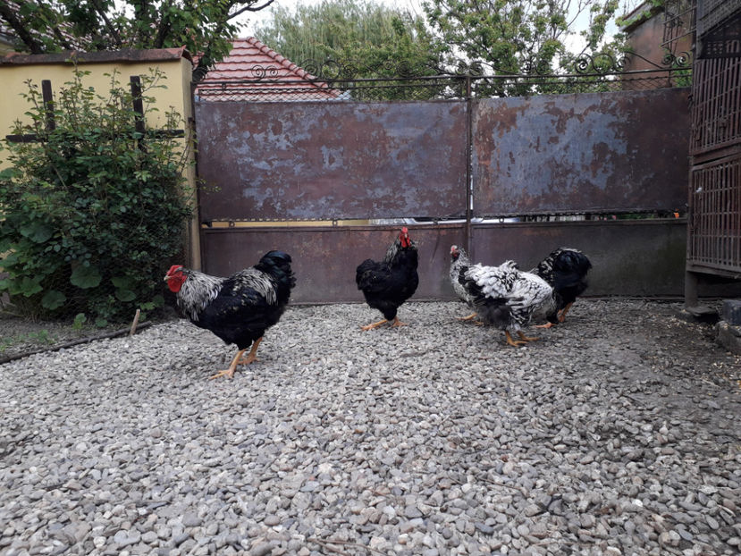  - 2 - Pui tarați SERIA III 2023 studiu defecte -