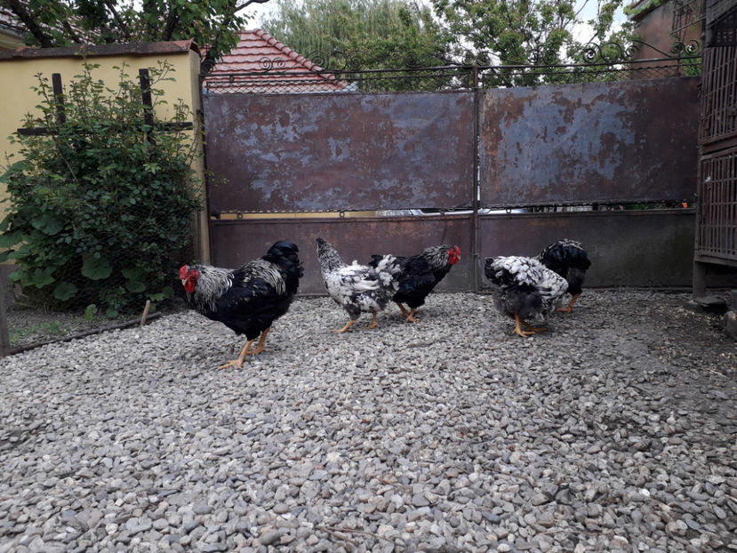  - 2 - Pui tarați SERIA III 2023 studiu defecte -