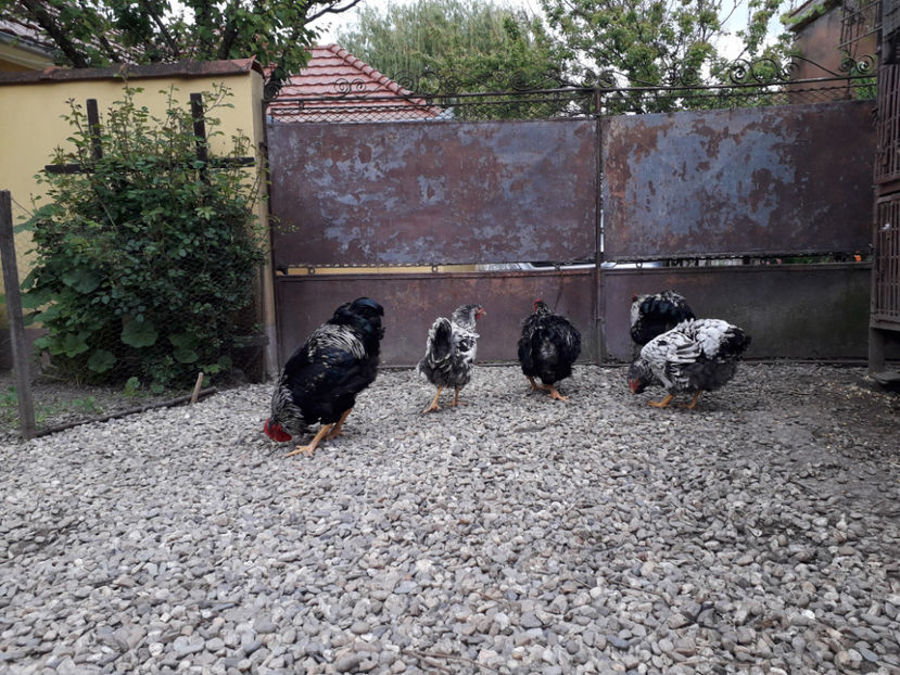  - 2 - Pui tarați SERIA III 2023 studiu defecte -