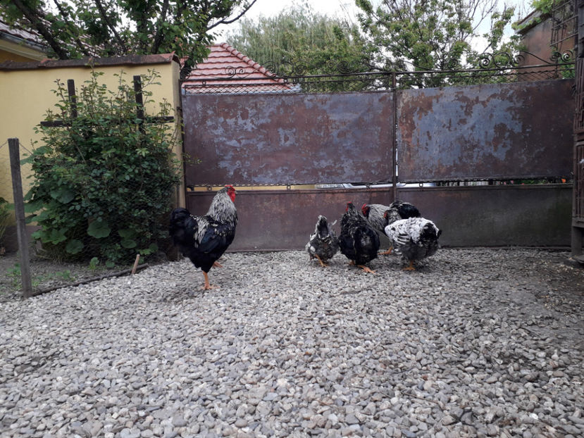  - 2 - Pui tarați SERIA III 2023 studiu defecte -