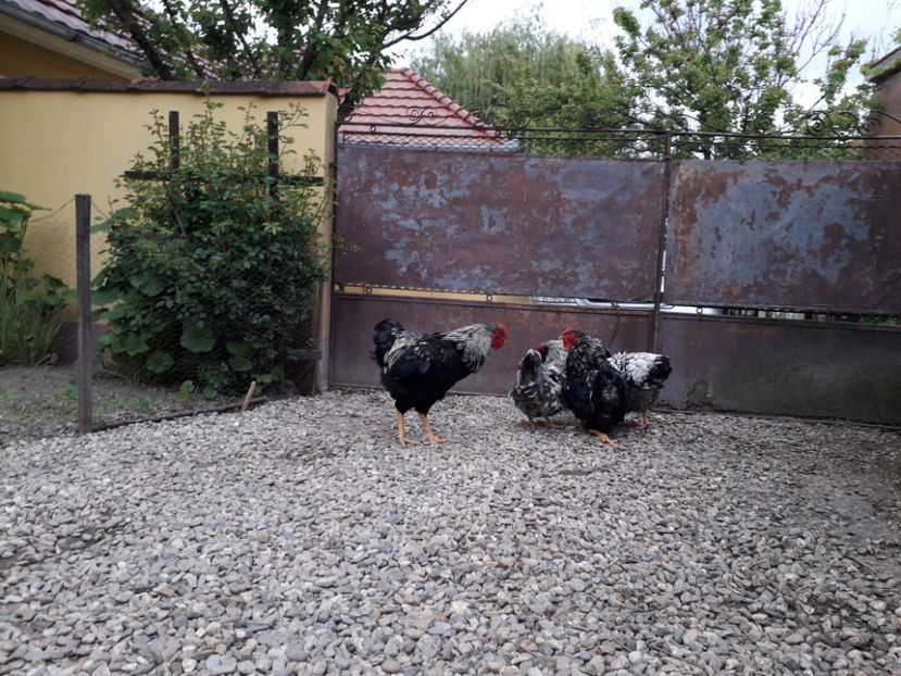  - 2 - Pui tarați SERIA III 2023 studiu defecte -