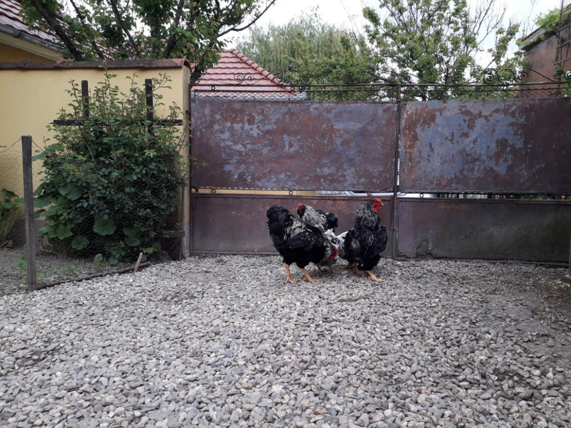  - 2 - Pui tarați SERIA III 2023 studiu defecte -