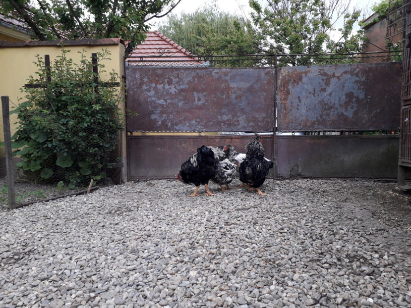  - 2 - Pui tarați SERIA III 2023 studiu defecte -