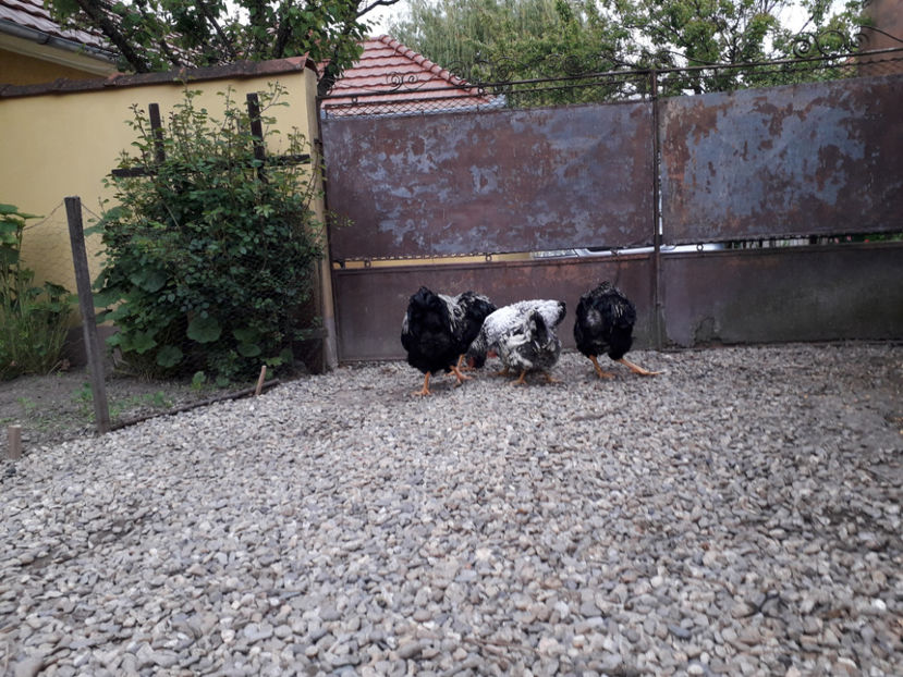  - 2 - Pui tarați SERIA III 2023 studiu defecte -