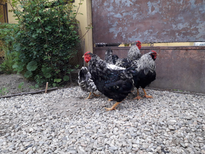  - 2 - Pui tarați SERIA III 2023 studiu defecte -