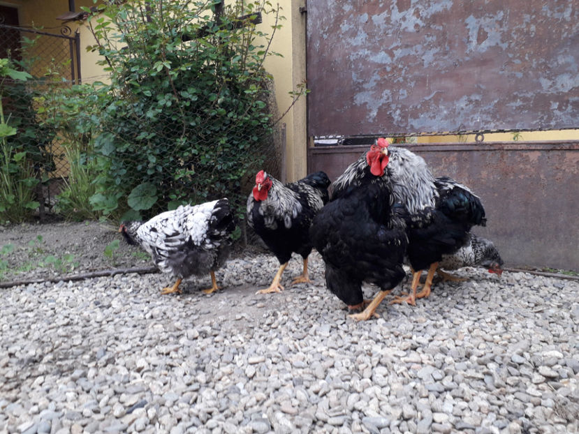  - 2 - Pui tarați SERIA III 2023 studiu defecte -