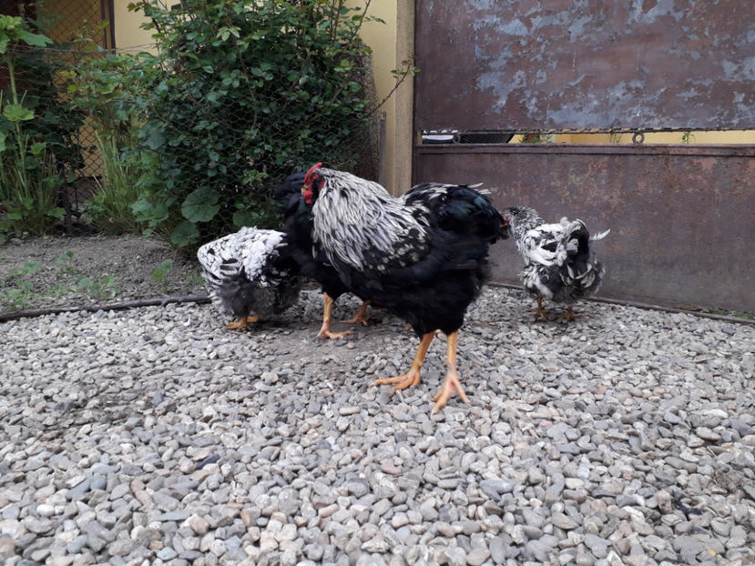  - 2 - Pui tarați SERIA III 2023 studiu defecte -