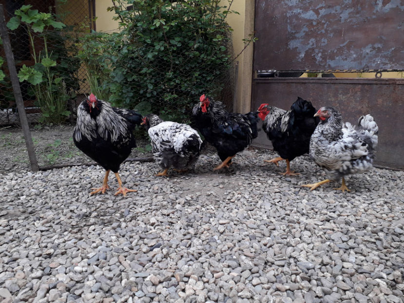  - 2 - Pui tarați SERIA III 2023 studiu defecte -