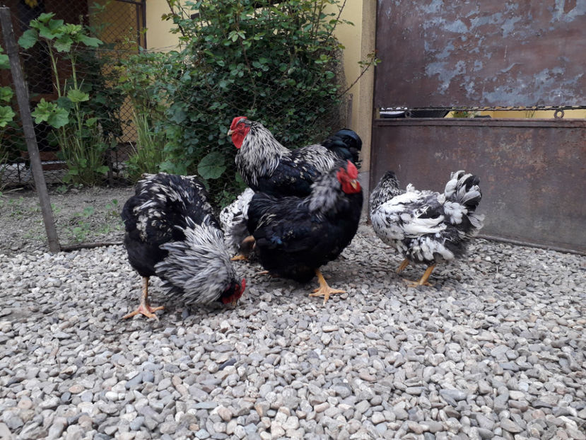  - 2 - Pui tarați SERIA III 2023 studiu defecte -