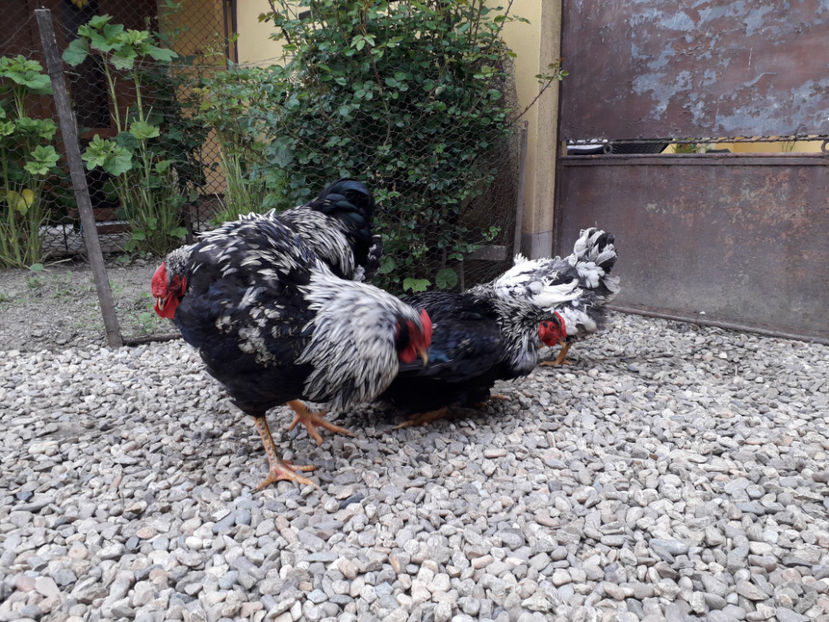  - 2 - Pui tarați SERIA III 2023 studiu defecte -