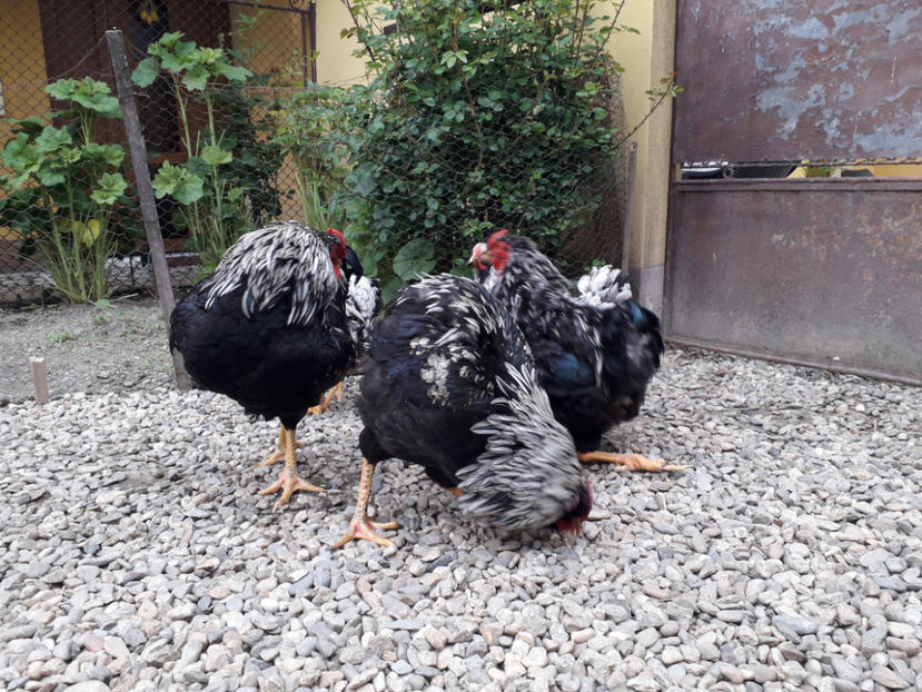  - 2 - Pui tarați SERIA III 2023 studiu defecte -