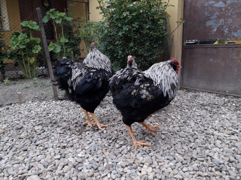  - 2 - Pui tarați SERIA III 2023 studiu defecte -