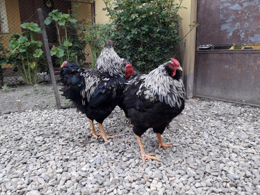  - 2 - Pui tarați SERIA III 2023 studiu defecte -