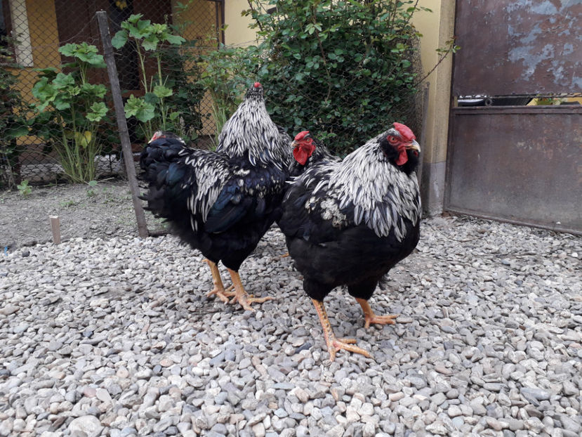  - 2 - Pui tarați SERIA III 2023 studiu defecte -