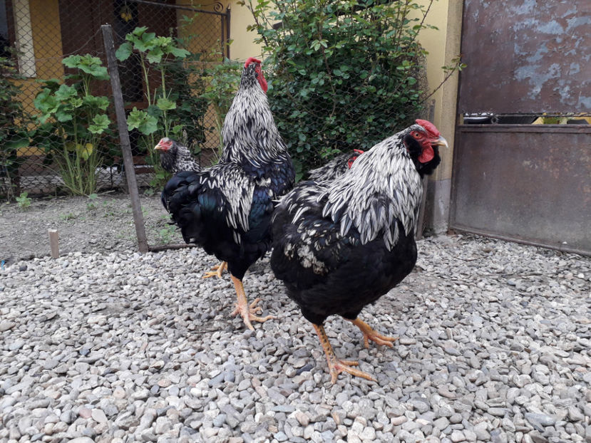  - 2 - Pui tarați SERIA III 2023 studiu defecte -