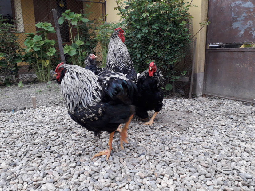  - 2 - Pui tarați SERIA III 2023 studiu defecte -