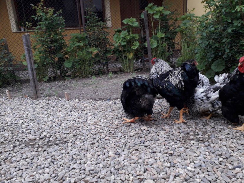  - 2 - Pui tarați SERIA III 2023 studiu defecte -