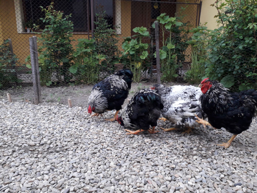  - 2 - Pui tarați SERIA III 2023 studiu defecte -