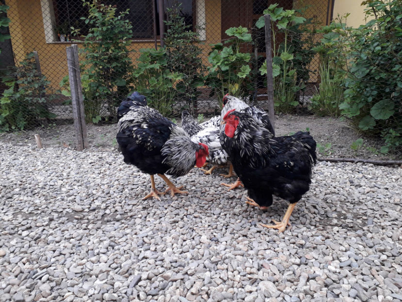  - 2 - Pui tarați SERIA III 2023 studiu defecte -