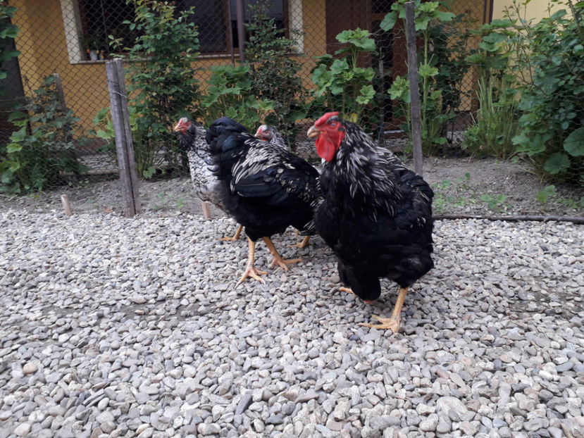  - 2 - Pui tarați SERIA III 2023 studiu defecte -